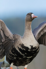 Greater white-fronted goose. close-up