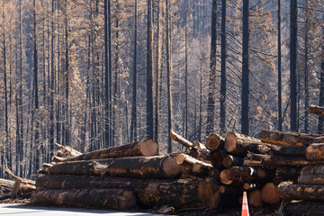 Beachie Creek wildfire in the Willamette National Forest, Oregon, the logs were danger trees adjacent to the highway