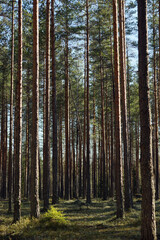 Pine forest with straight trunks on a summer day