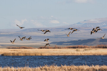 Obraz premium Greater white-fronted geese flying