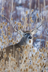 White-tail deer buck