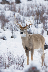 Obraz premium White-tail deer buck