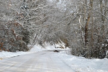 dogs on a snowy mountain road