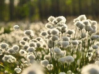 Arctic cotton grass field during sunset