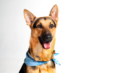 German shepherd happy and smiling.