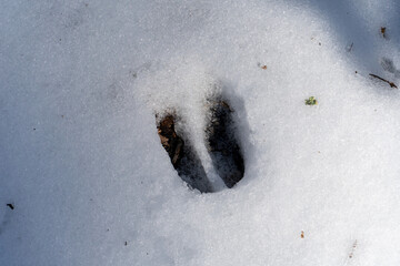 deer print in the snow