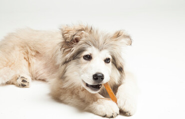 Rescue puppy chewing on a dog bone.