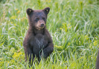 Black bear cub in spring.