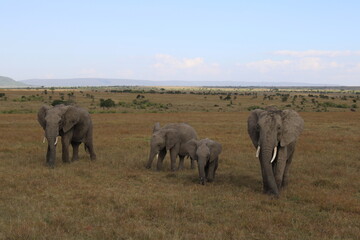 Elephant herd in the Maasai Mara