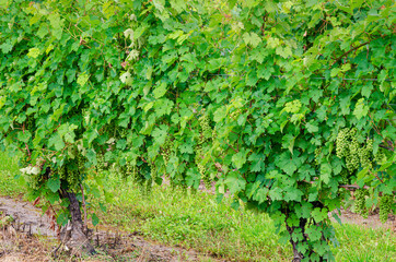 Fototapeta na wymiar 626-99 Grape Vines at Boundry Breaks Vineyard