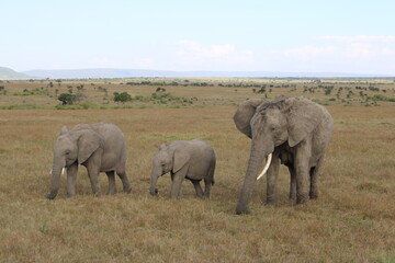 Elephant herd in the Maasai Mara