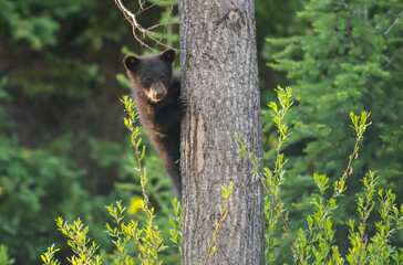 Black bear cub in tree © Danita Delimont