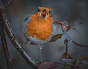 Singendes Rotkehlchen
