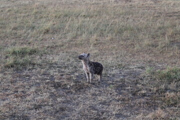 Spotted hyena (Crocuta crocuta, Tüpfelhyäne) in the Maasai Mara at dawn