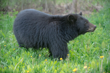 Black bear sow eating dandelions in spring.