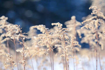 Dry branches of grass and flowers on a winter snowy field. Seasonal cold nature background. Winter landscape details. Wild plants frozen and covered with snow and ice in meadow.