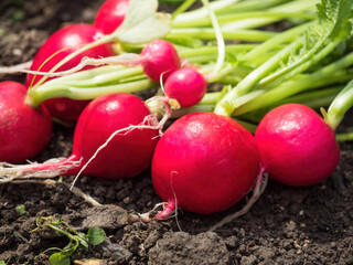 Bunch of fresh red ripe radish (Raphanus) crops harvested in the homemade greenhouse. Close-up of spring vegetable. Organic farming, healthy food, BIO viands, back to nature concept.