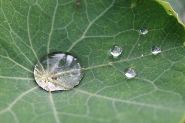 Gota de Agua en Hoja