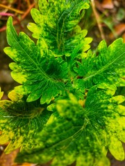 close up of green leaf