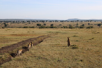Fototapeta na wymiar Cheetah with cubs in the Maasai Mara