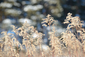 Dry branches of grass and flowers on a winter snowy field. Seasonal cold nature background. Winter...