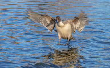 The northern pintail is a duck with wide geographic distribution that breeds in the northern areas of Europe, Asia and North America.