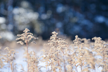 Dry branches of grass and flowers on a winter snowy field. Seasonal cold nature background. Winter...