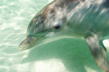 Naklejka na ściany i meble Bottlenose Dolphins (Tursiops truncatus) Caribbean Sea near Roatan, Honduras 