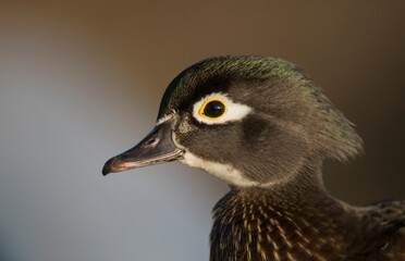 Wood duck female, close-up of head.