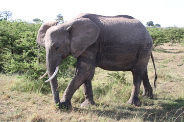 Naklejka na ściany i meble Elephant in the Maasai Mara