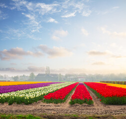 Rows of tulip flowers