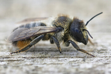 Close up of a female leafcutter bee, Megachile lapponica on wood