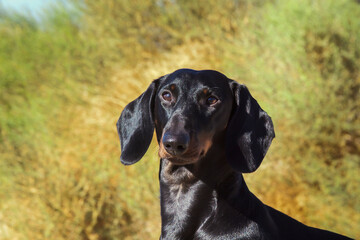 Doxen in the desert.