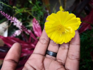person holding flower