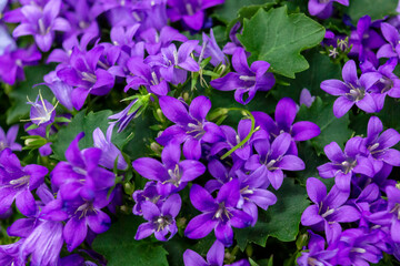 background of green leaves and purple flowers