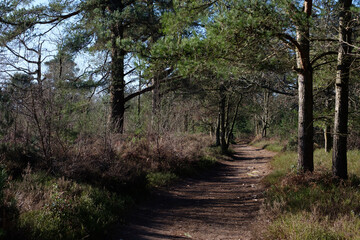 Febuary 2021 Hindhead Common,