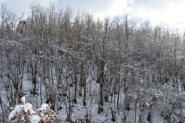 trees in the snow in winter