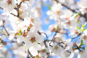 almond tree bloom