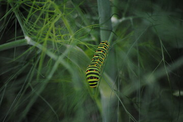 Chenille de Machaon ou Grand porte-queue (Papilio machaon) sur un fenouil