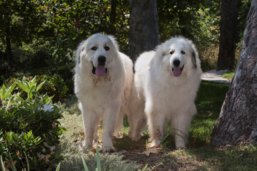 Great Pyrenees in a garden.
