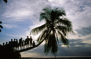 Kids on Tree Sunset in Fiji Silhouetted by the Colorful Sky