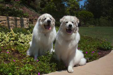 Great Pyrenees in a garden.