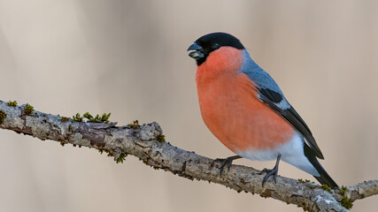 bird, natur, robin, wild lebende tiere, ast, tier, rot, gimpel, baum, wild, bird, schnabe