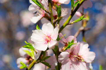 Obraz premium almond tree bloom