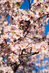 Obraz premium almond tree bloom