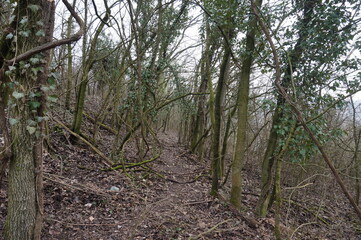 Wild path in forest