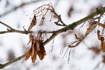Samen eines Bergahorn (Acer pseudoplatanus) im Wald im Winter