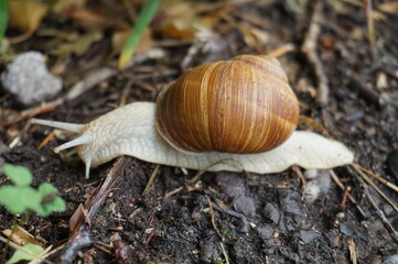 Big snail in the nature