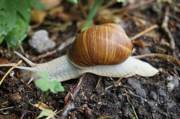 Big snail in the nature