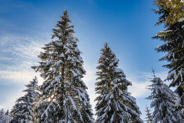 sapins ciel bleu et neige